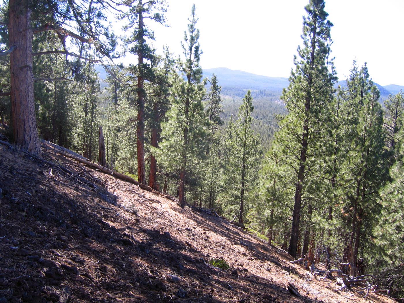 Wechee Butte RNA RBrainerd